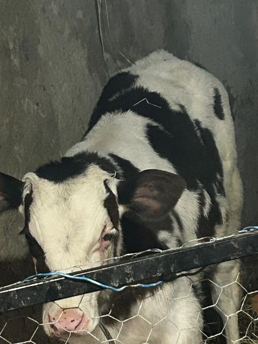 Vând un tăuraș și o vitea