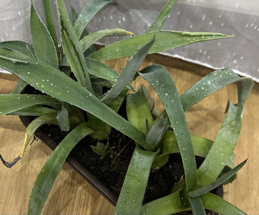 Plante aloe vera 6 bucati