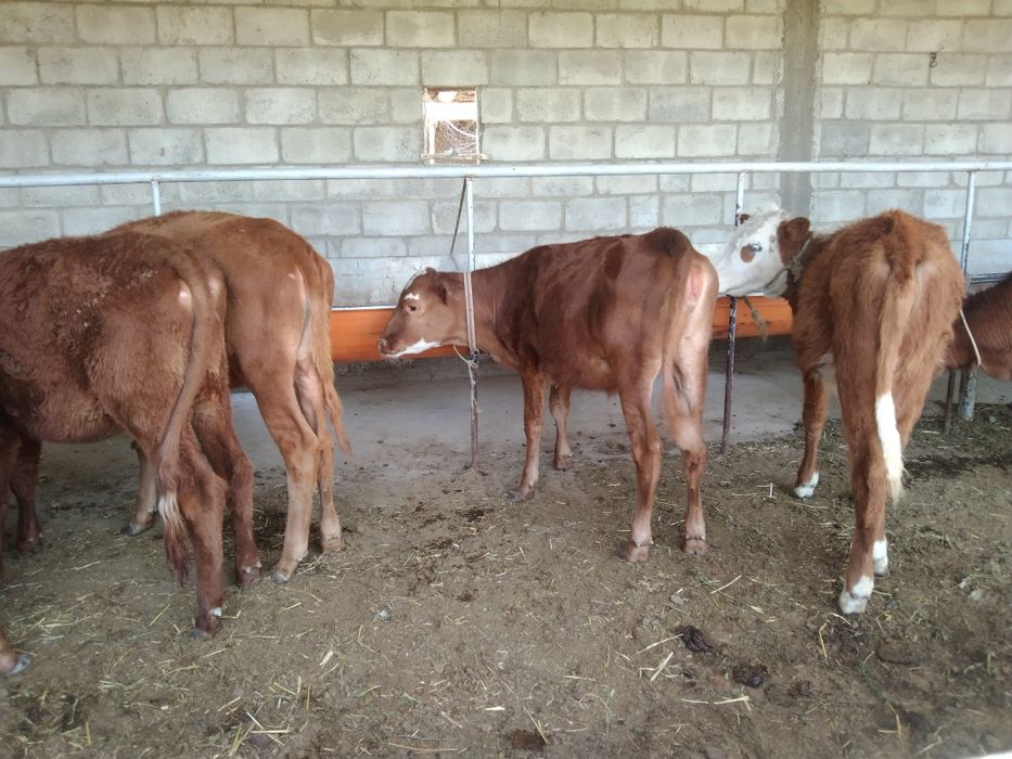 Sifatli ğunojinchala sotiladi 4 milyondan 5 milyongacha kelishamiz yan