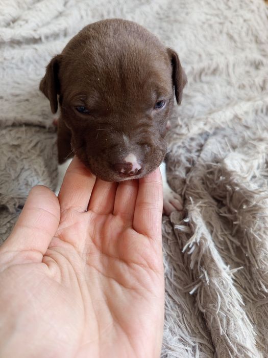 Продам Щенков питбули