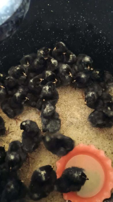 Pui Plymouth rock barat