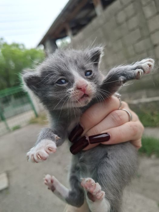 Отдам котят в хорошие руки