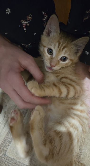 Оранжеви котенца