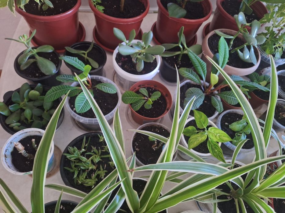 Взрослые и укорен дом цветы