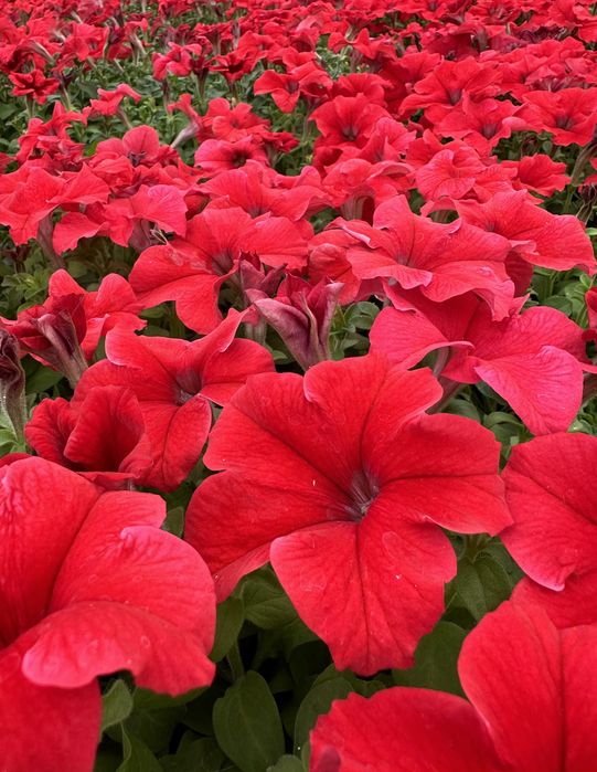 Петуния рассада оптом