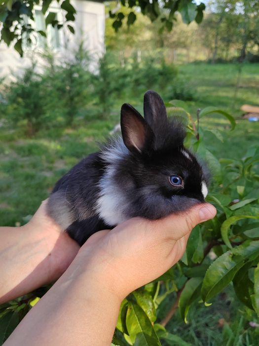 Vând iepuri cap de leu