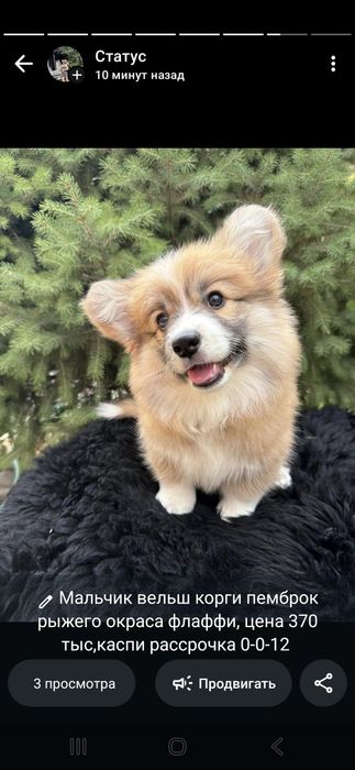 Вельш корги пемброк мальчик