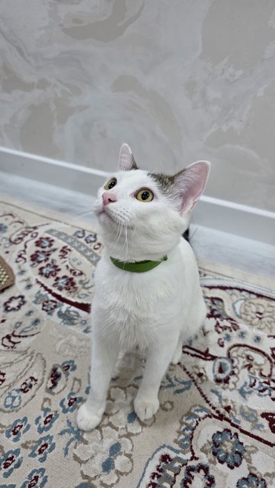 Взрослая Кошка в добрые руки