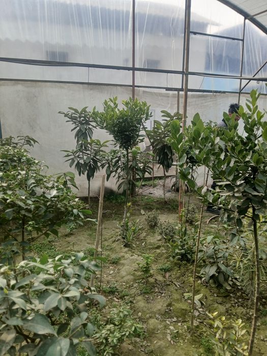 100% ishonchli Burichina kochatlari bor