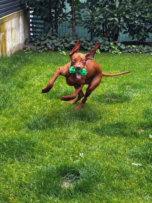 Vizsla in cautare de familie