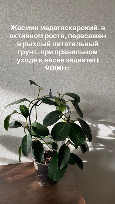 Комнатные растения