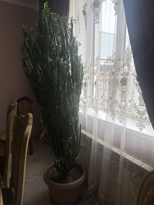 Кактус молочай очень красивое растение