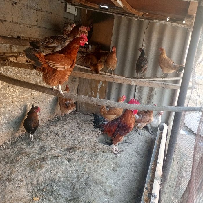 Xuroz tovuqlar sotiladi