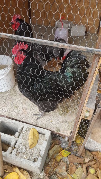 Cocoși australorp