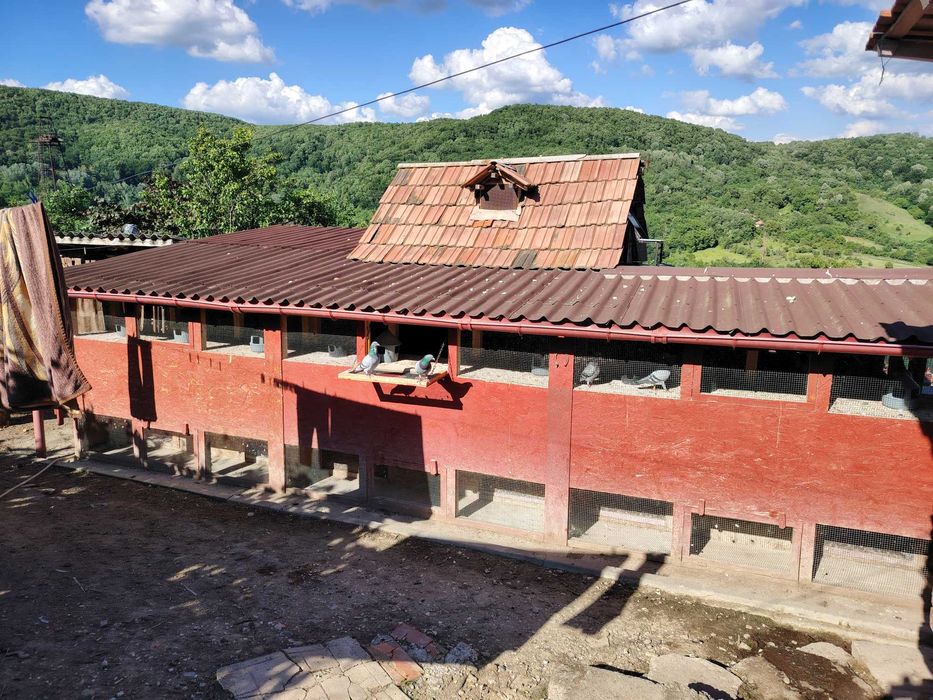 Vând porumbei voiajori