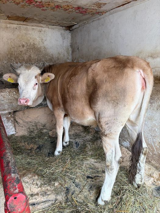 Junică de un an și 3 luni 400 kg de tăiat sau de prăsilă