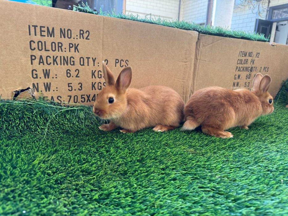 Карликовые кролики / Karlik quyonlar