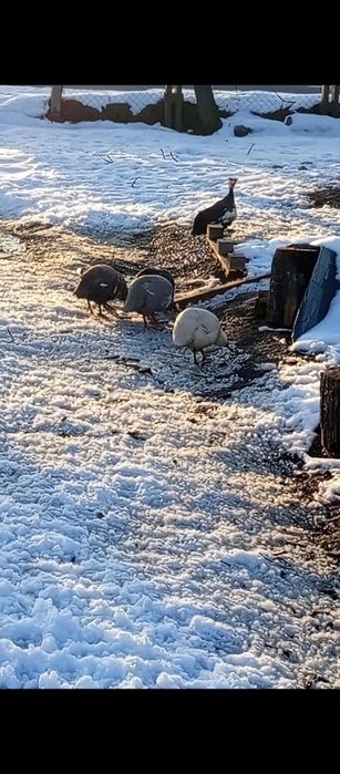 Vând bibilici din 2025