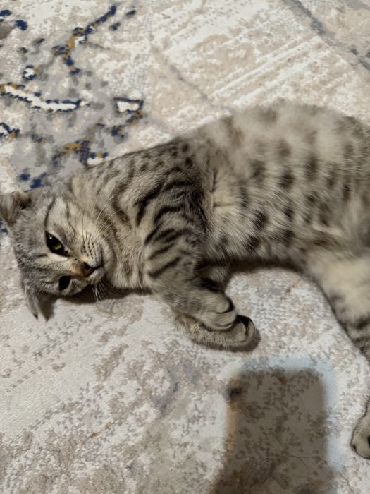 Шотландский вислоухий котик