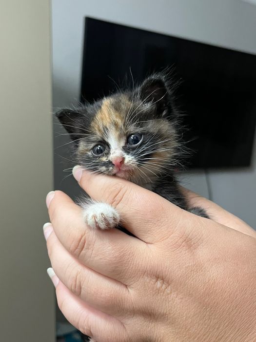 Отдам котёнка девочка