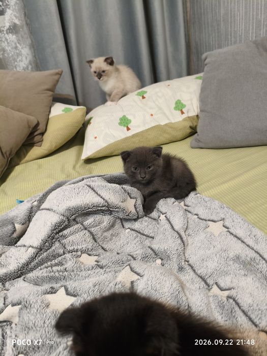 Отдам очаровательных котят в добрые руки