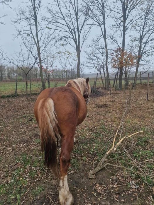 Armăsar de vânzare