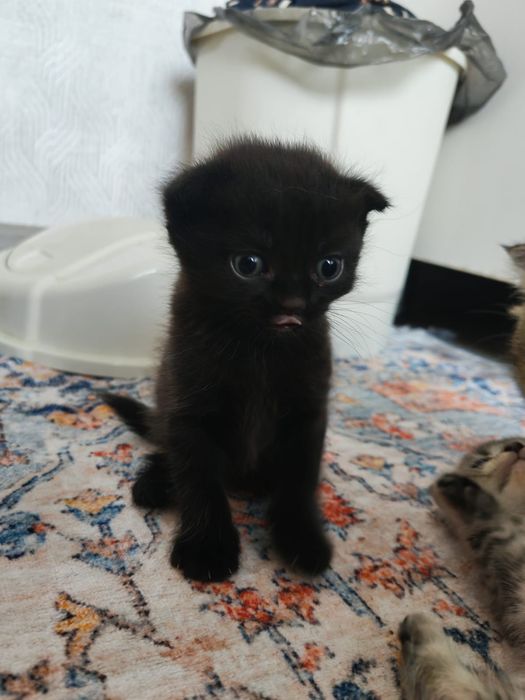 Шотландец вислоухий