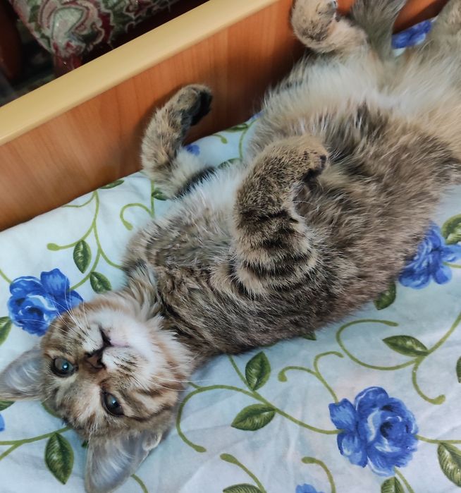 Отдам котёнка в добрые руки, девочка