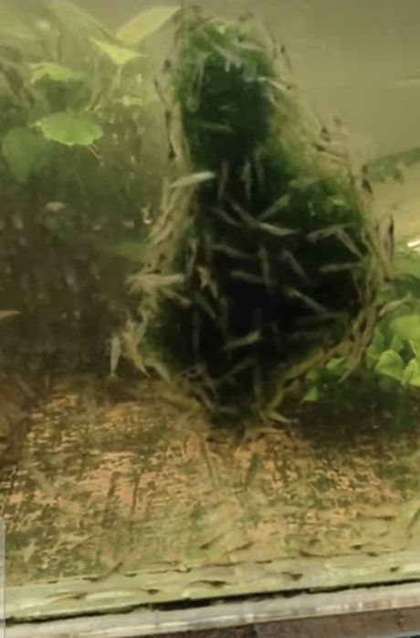 Креветки Амано в Алматы