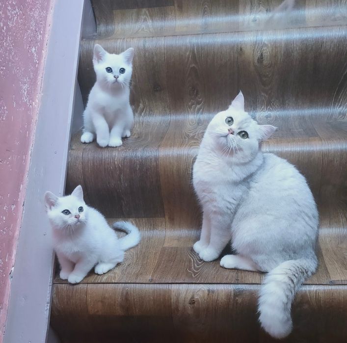 Шиншиллы котята Серебро