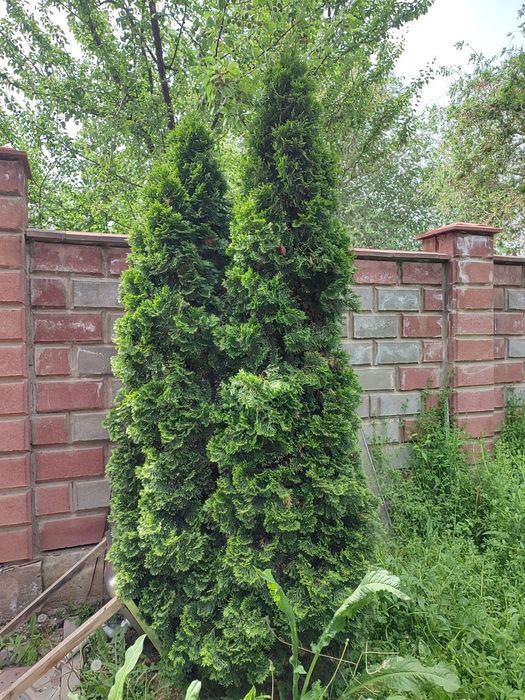 Туя продам смарагд