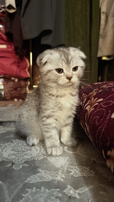 Продаются котята почти 2 месяца им , парода: шиншила веслоухие 3 шт