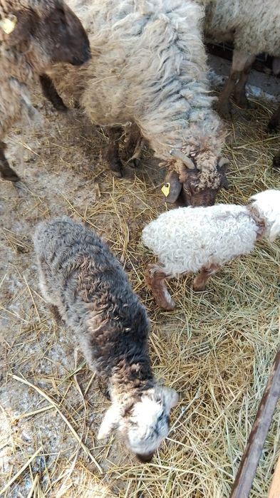 Төрт қой қозысы мен сатылады