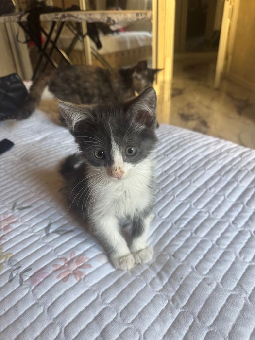Котенок (мальчик) в добрые руки