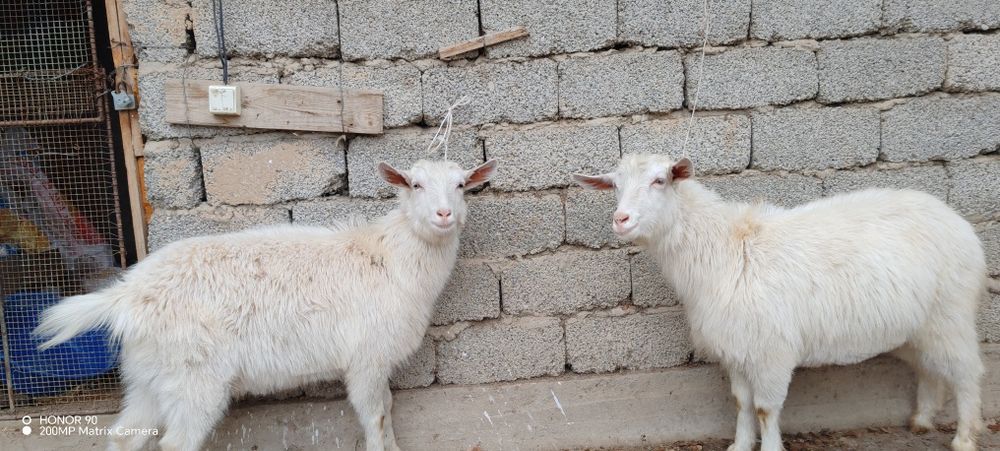 Ешкі козы шібіштер сатылады