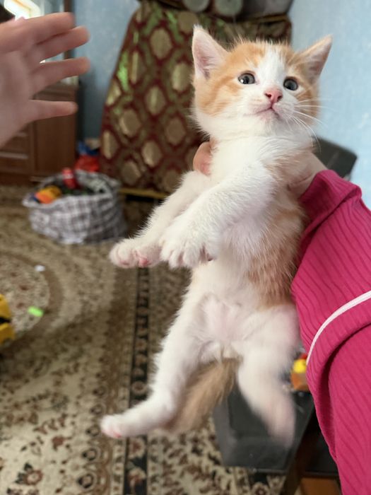 Pishakchala bepul  1yarim oyli