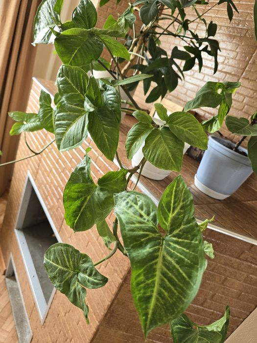 Сингониум пестролистный...