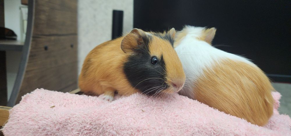 Продам 2 свинок Американские