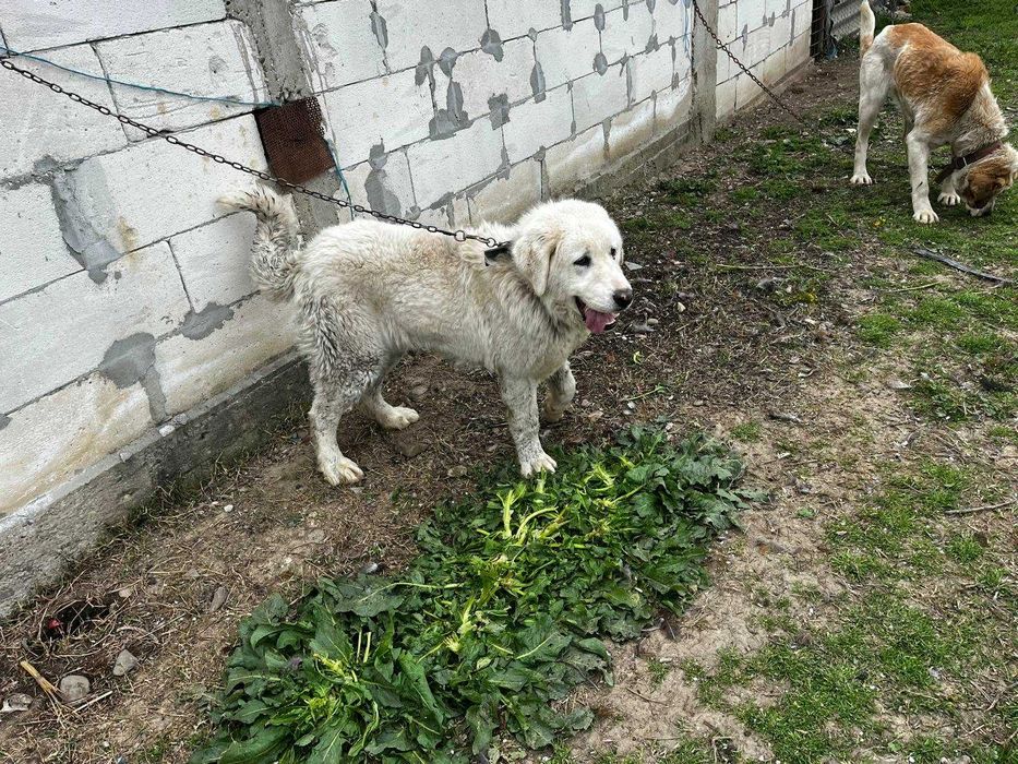 Ciobanesc Asia Centrală