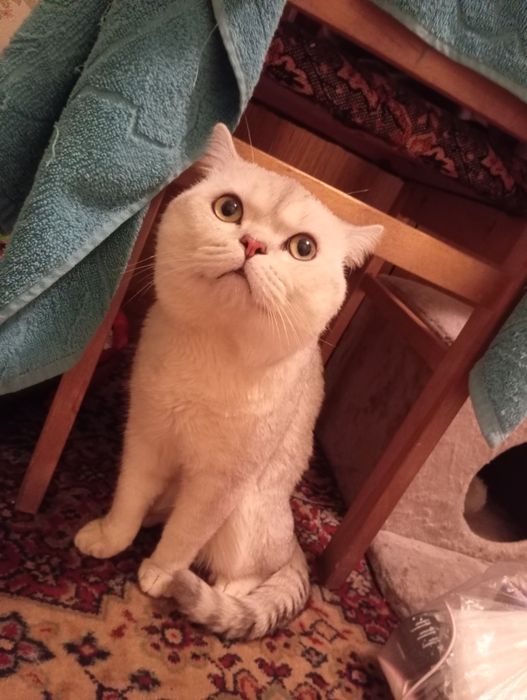 Серебристый Шиншилла
