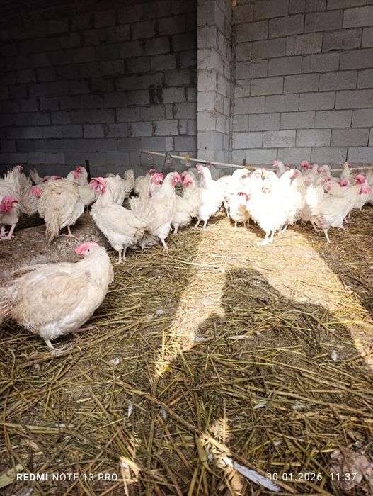 Несушки ломан вайт