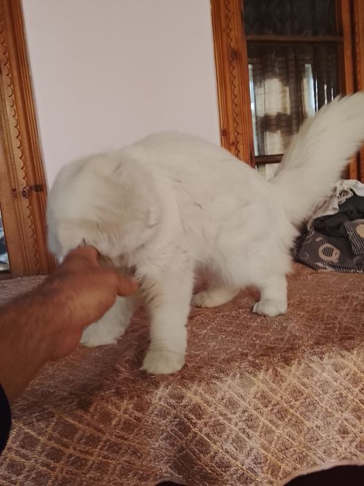 Мушук сотилади Андижон