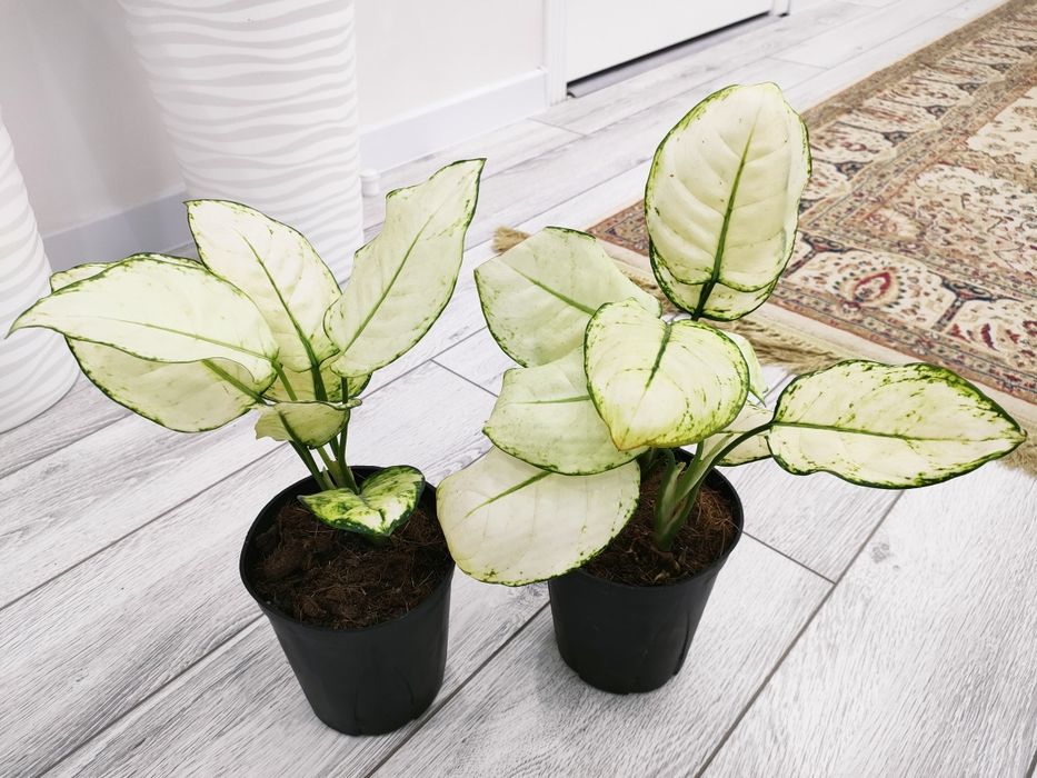 Домашние растения, доставка