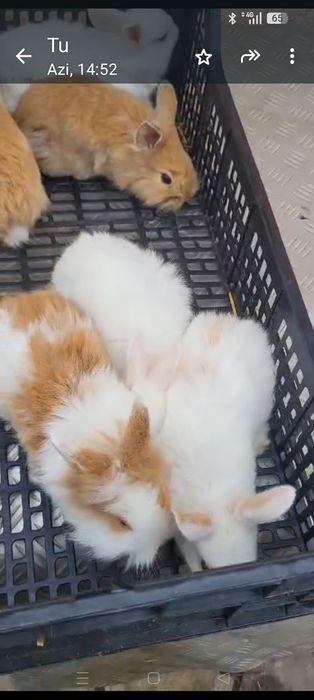 Pui Iepuri pitici cap de leu și hycole francez