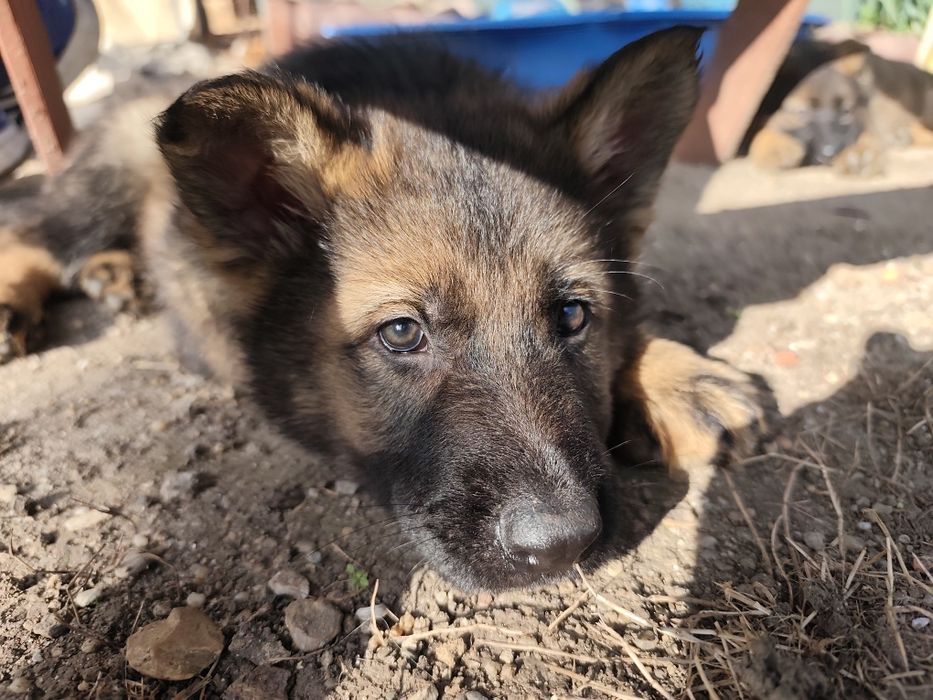 Немска овчарка - сивак