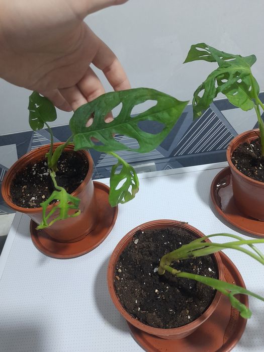 Монстера Monstera Mankey 25 ming so'mdan tarelkalari bilan 
Yunusobod