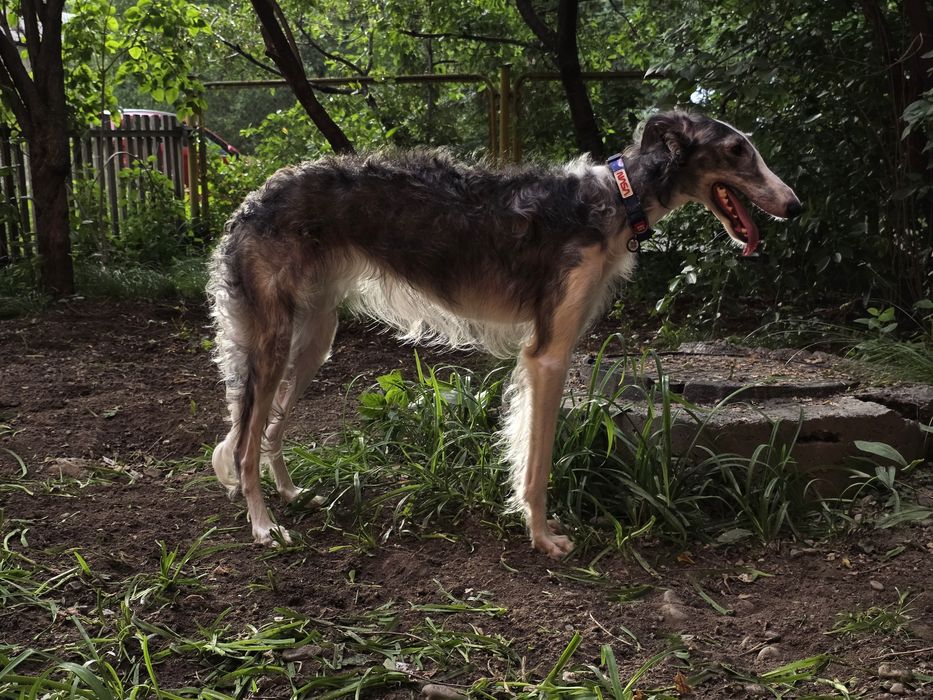 Русская псовая борзая