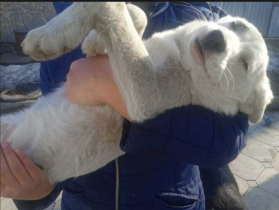 Отдам в хорошие, добрые руки щенков девочек