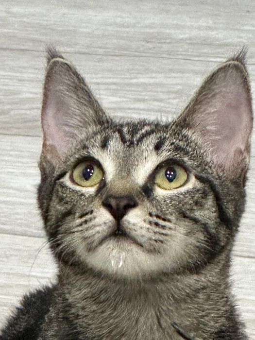 Отдам Бенгалку полукровку