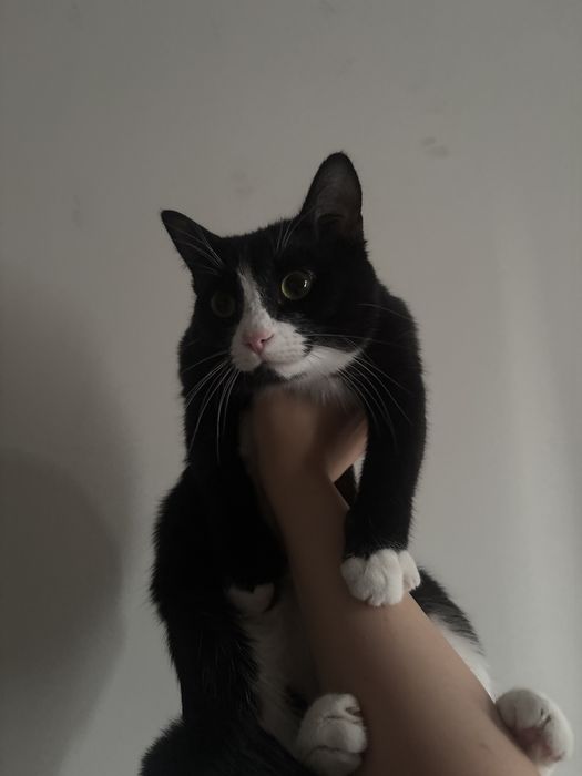 Котик Рой 8 месяцев
